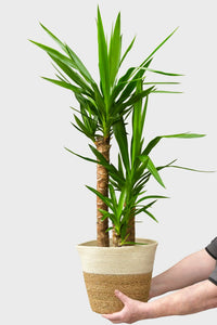 Große Yucca Palme, 100-110cm