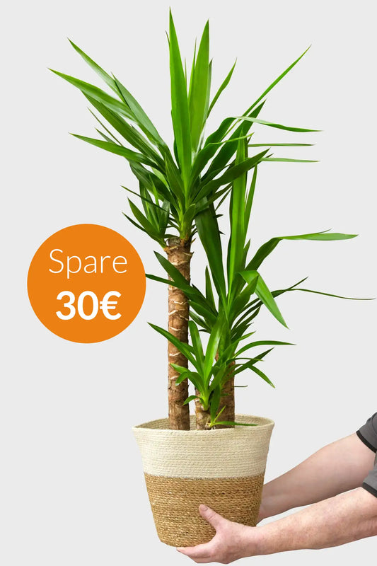 SPECIAL OFFER Große Yucca Palme, 100-110cm