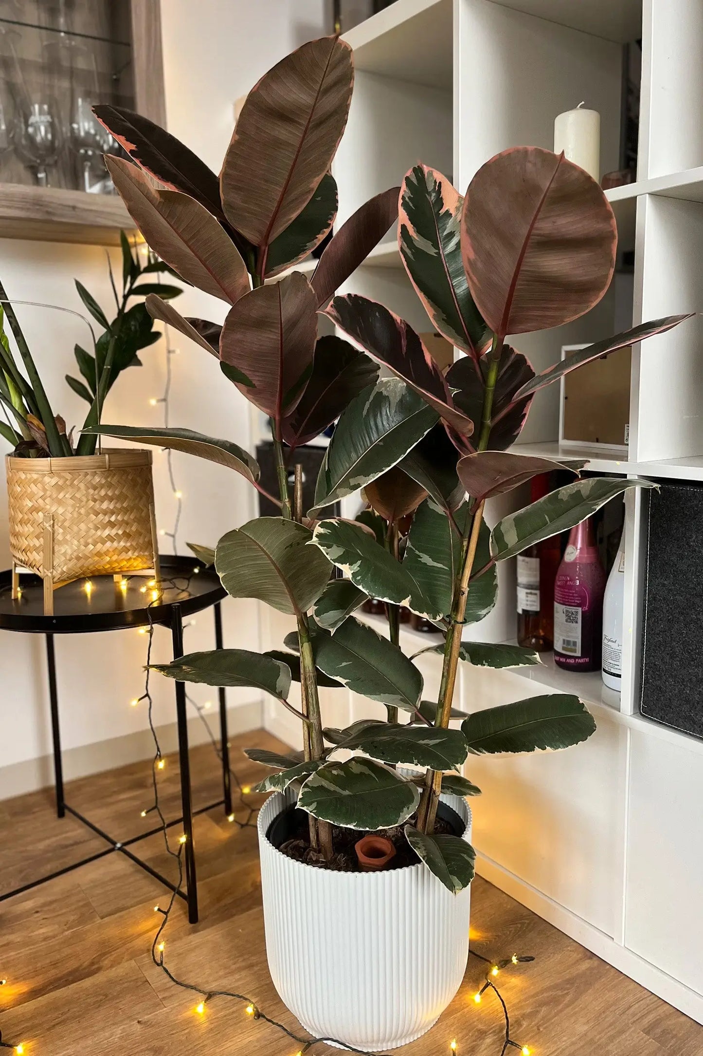 Großer Ficus Belize im Wohnzimmer in weißem Pot