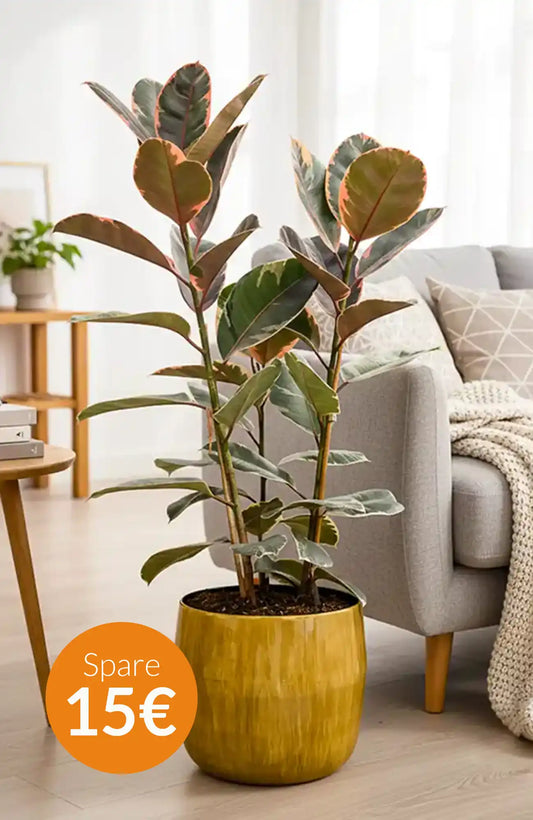SPECIAL OFFER Großer Ficus Belize, 90-100cm