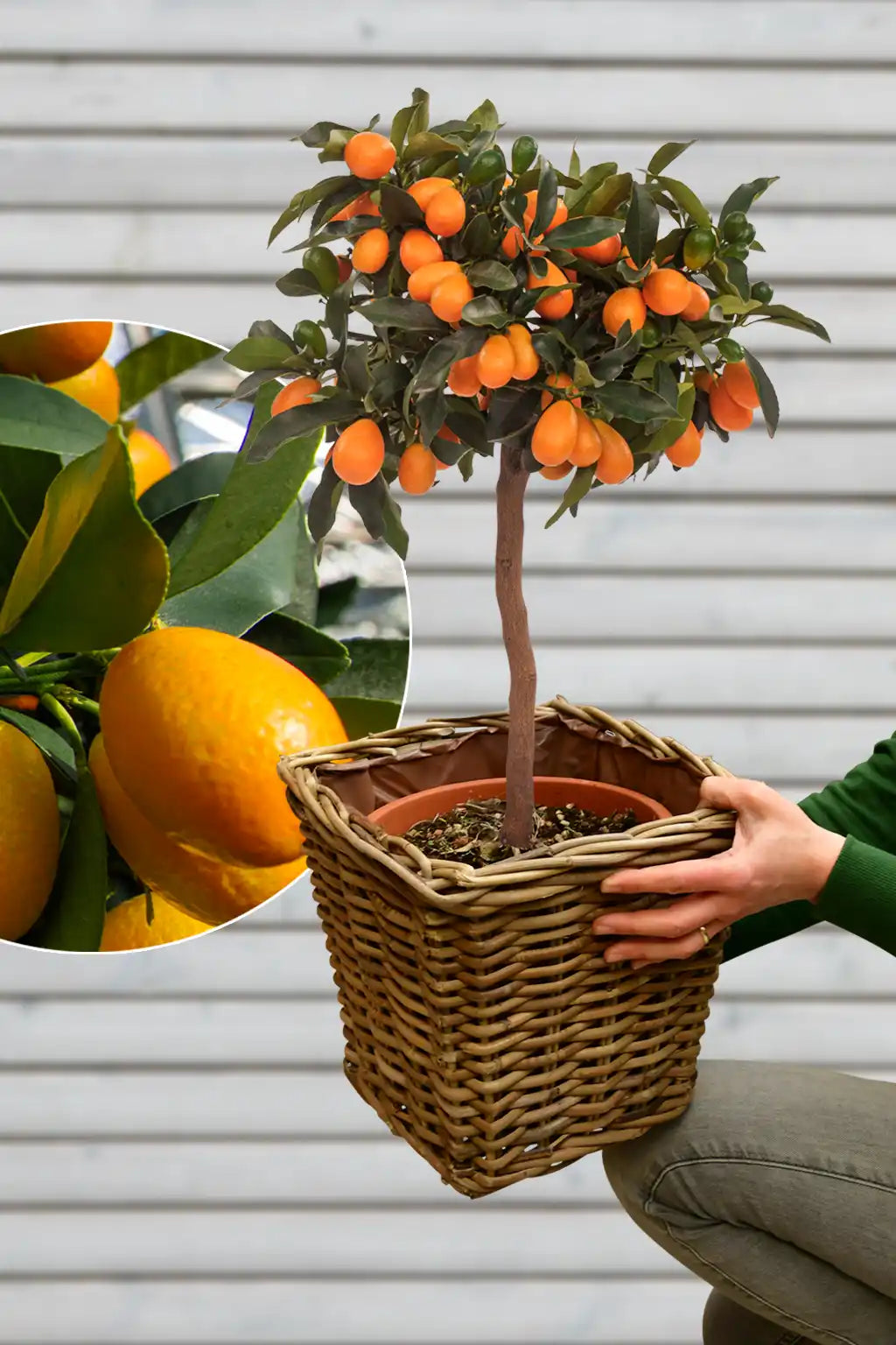 großen mediterranen Kumquatbaum mit Übertopf für die Terasse kaufen