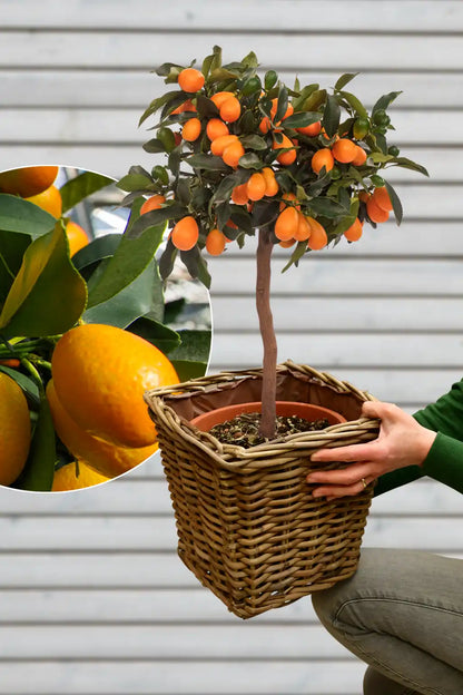 großen mediterranen Kumquatbaum mit Übertopf für die Terasse kaufen
