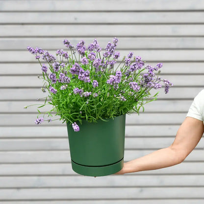 großer duftender Lavendel Busch mit grünem Übertopf modern