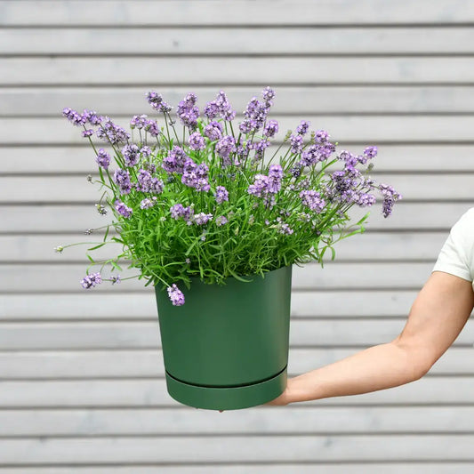 großer duftender Lavendel Busch mit grünem Übertopf modern