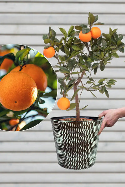 Großen Orangenbaum kaufen – Green Me Up