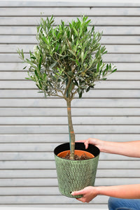 Großer Olivenbaum