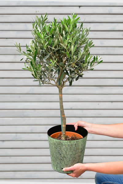 Großer Olivenbaum, 100-110cm – Green Me Up