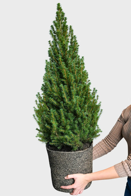 Großer Picea Weihnachtsbaum frisch vom Gärtner kaufen und bestellen