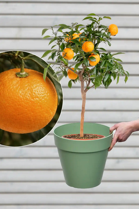großer mediterraner Yuzu Mandarinenbaum mit Übertopf für die Terasse kaufen