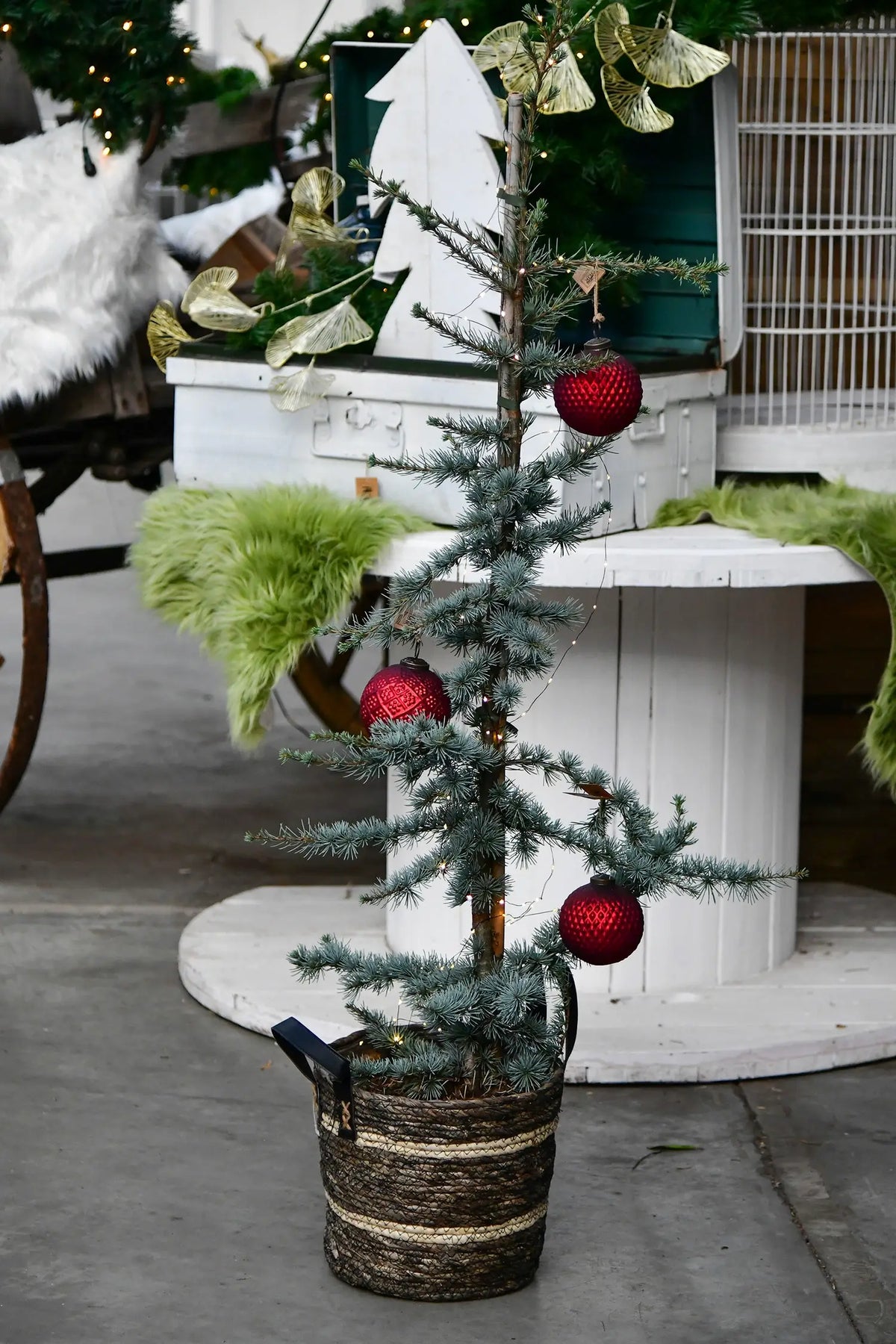 Große Zeder Weihnachtsbaum im Topf, 110-120cm