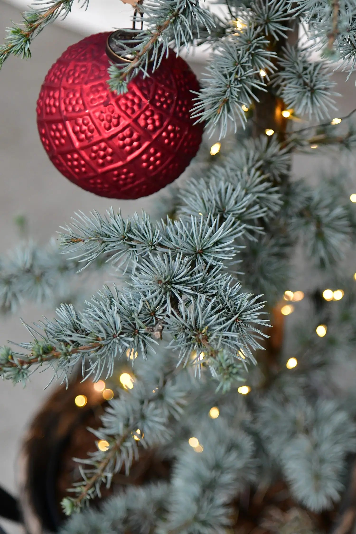 Große Zeder, Details der Nadeln mit einer roten Christbaumkugel und Lichterkette