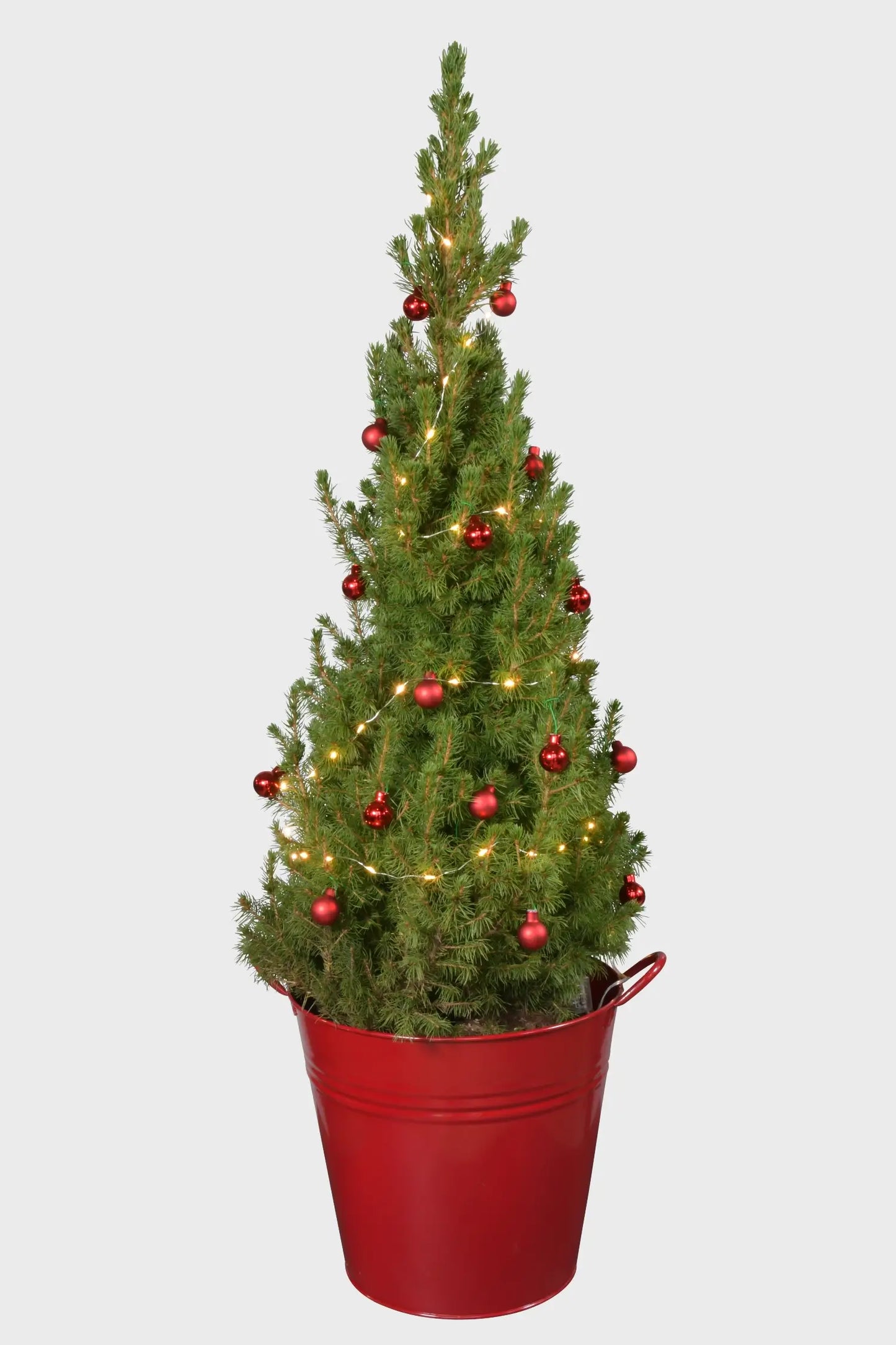 Großer geschmückter Weihnachtsbaum Picea Conica im roten Eimer Topf