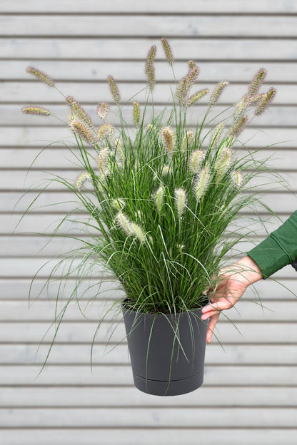 Großes Pennisetum Hameln Gras mit Putzern
