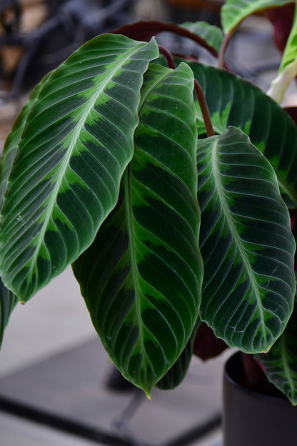 Große Calathea Warscewiczii 90cm