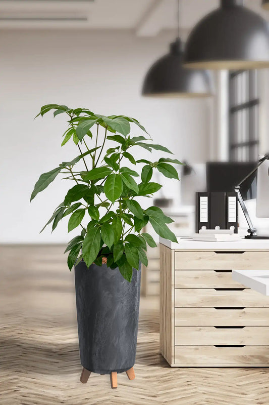 HYDRO SET XL BÜROPFLANZE Amate mit Vase in Betonoptik