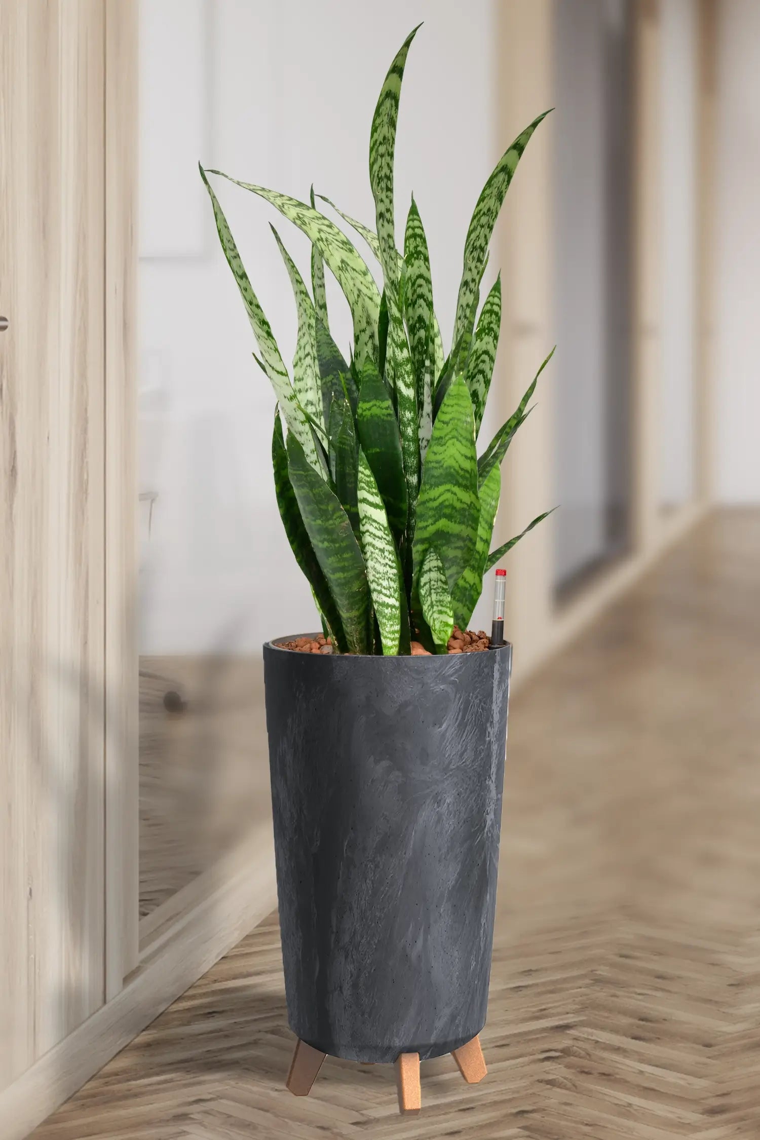 bogenhanf in seramis Hydro Kingsize Sansevieria Zeylanica, 70-80cm – Green Me Up