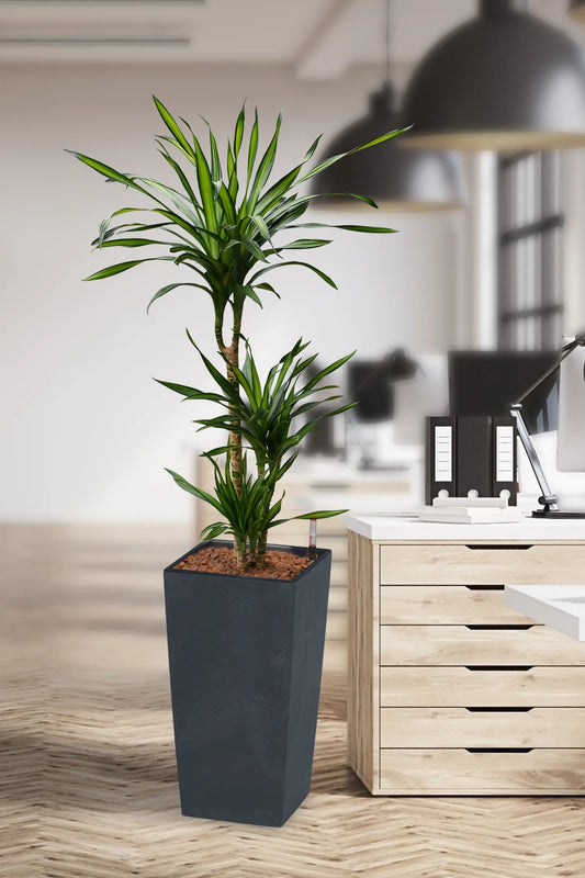 Hydropflanze in anthrazith Übertopf im Büro