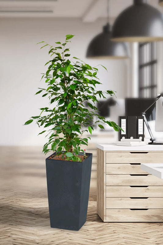 Ficus in Übertopf in Büro