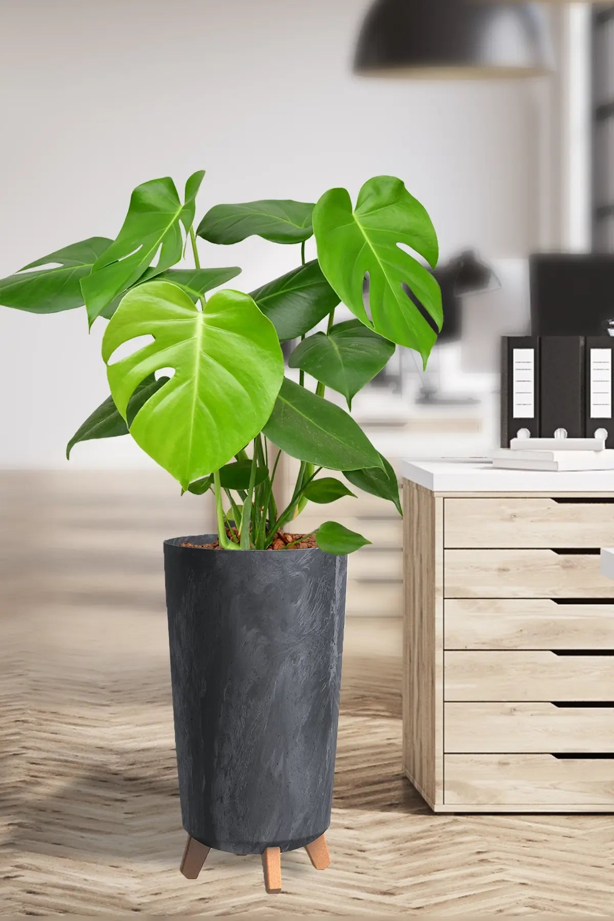 Hydro Kingsize Monstera, 60-80cm – Green Me Up
