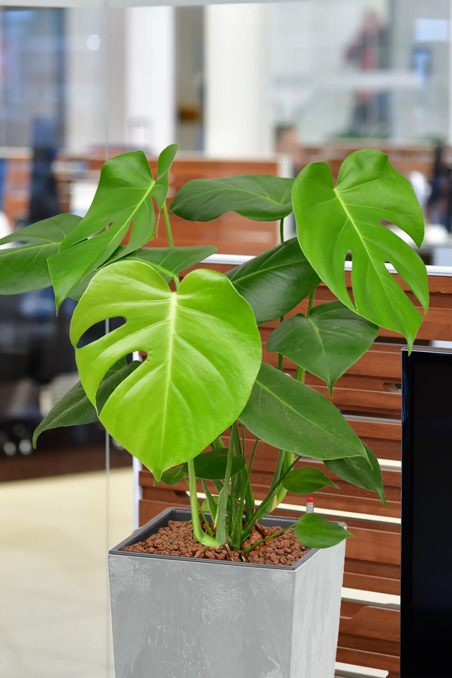 Große Monstera in Hydrokultur für das Büro