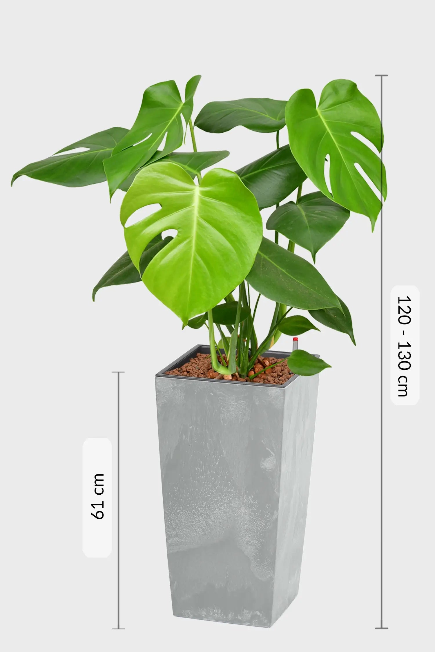 monstera hydro Hydro Kingsize Monstera, 60-80cm – Green Me Up