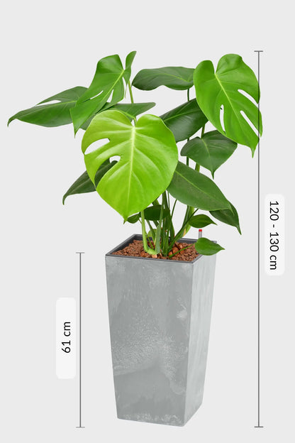 Maße für große Monstera Büropflanze in Hydrokultur