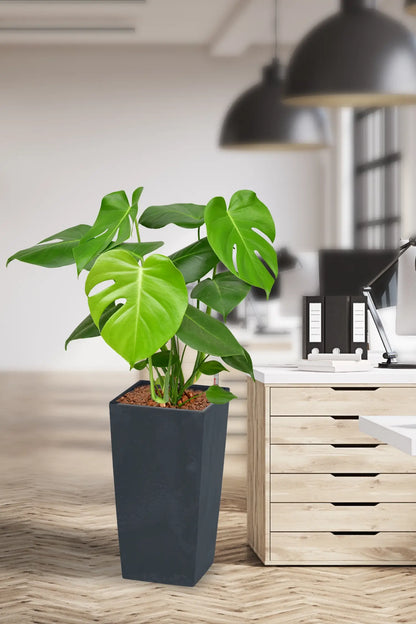 Große Monstera in Hydrokultur für das Büro