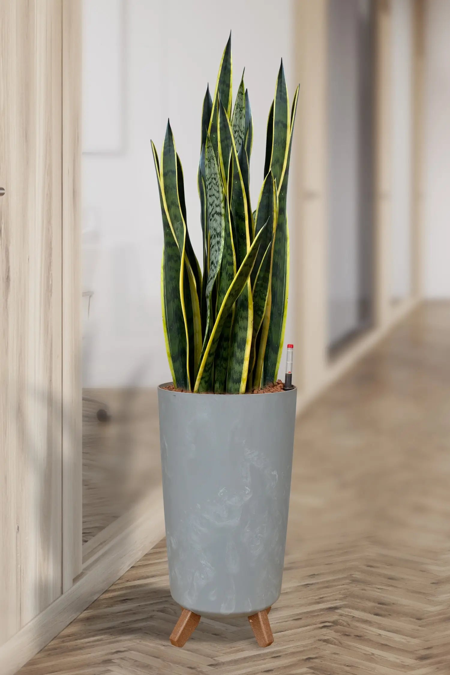 Hydro Kingsize Sansevieria Zeylanica, 70-80cm – Green Me Up
