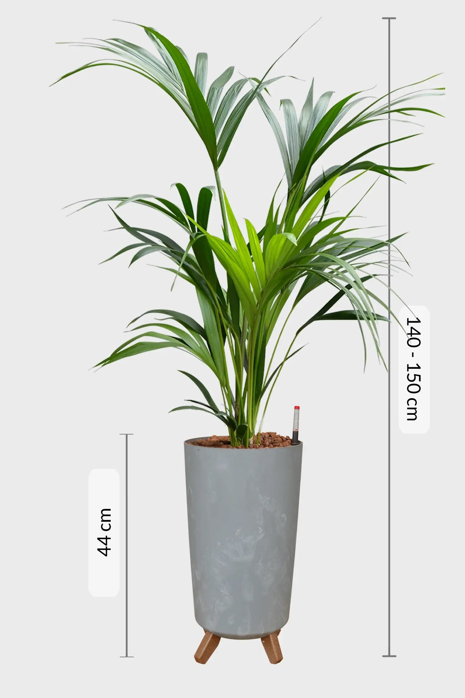 Kentia Palme mit einer Gesamthöhe von 150cm