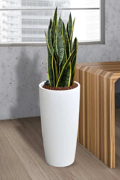 Sansevieria Bogenhanfpflanze in Vase mit Blähtongranulat