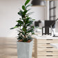 HYDRO SET XL BÜROPFLANZE Afrikanischer Feigenbaum mit Vase in Betonoptik, 160-170cm