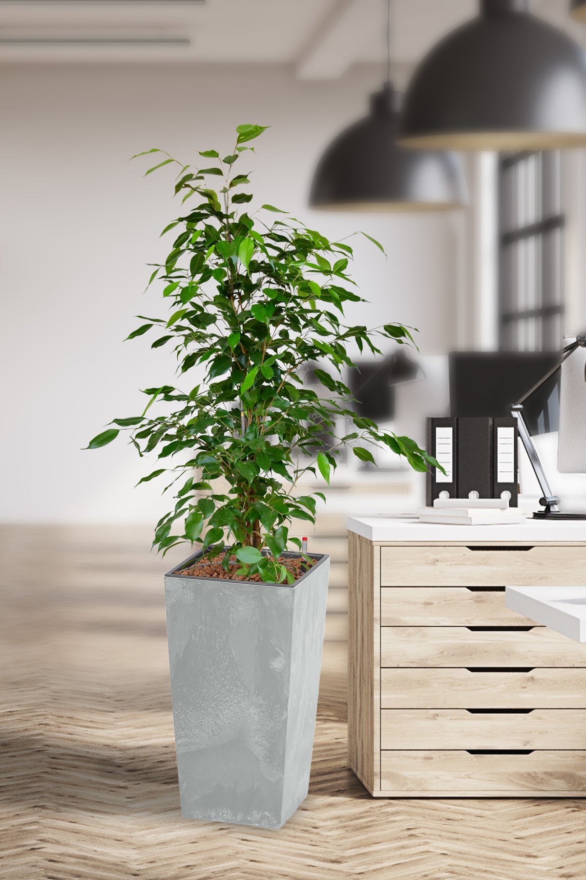 Hydro XL Büropflanze Ficus Betonoptik hohe Vase – Green Me Up