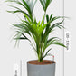 HYDRO SET XL BÜROPFLANZE Kentia Palme mit Pflanzgefäß in Betonoptik, 120-130cm