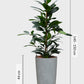 HYDRO SET XL BÜROPFLANZE Afrikanischer Feigenbaum mit Vase in Betonoptik, 140-150cm