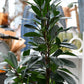 HYDRO SET XL BÜROPFLANZE Afrikanischer Feigenbaum mit Vase in Betonoptik, 160-170cm