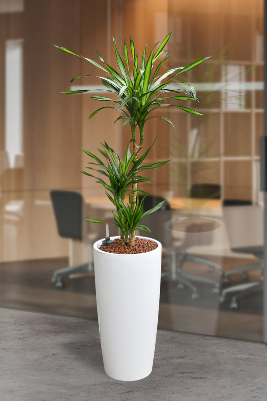 HYDRO SET XL Büropflanze Dracaena Rikki mit klassischer Vase