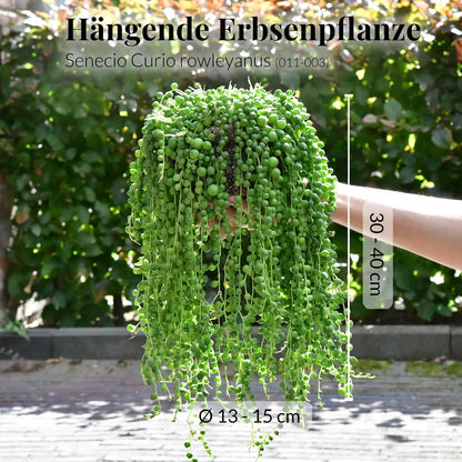 Hängende Erbsenpflanze