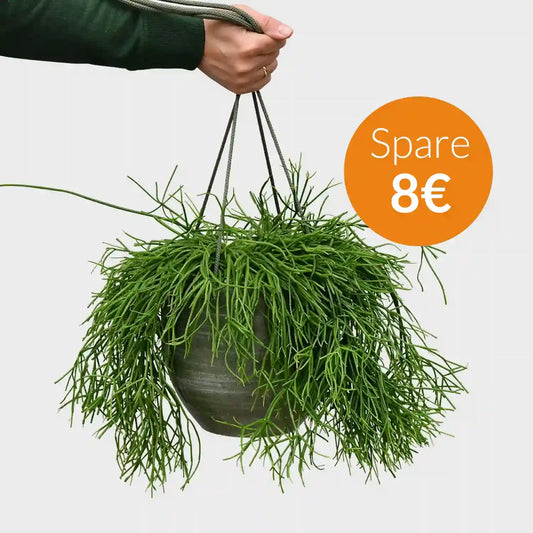SPECIAL OFFER Hängender Korallenkaktus