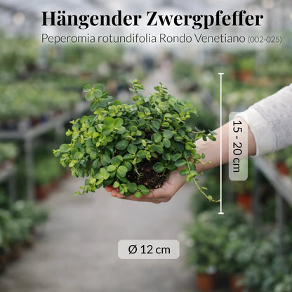 Mix & Match 3er Box Pflegeleichte Hängepflanzen