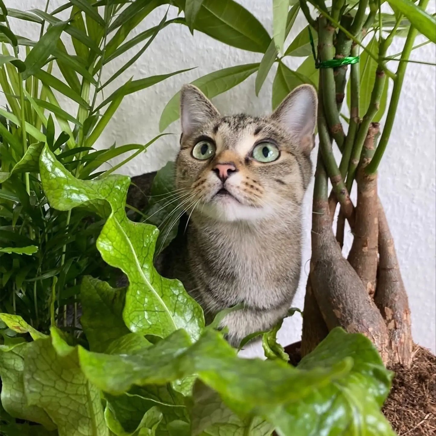 Süße Katze untersucht die frischen Zimmerpflanzen