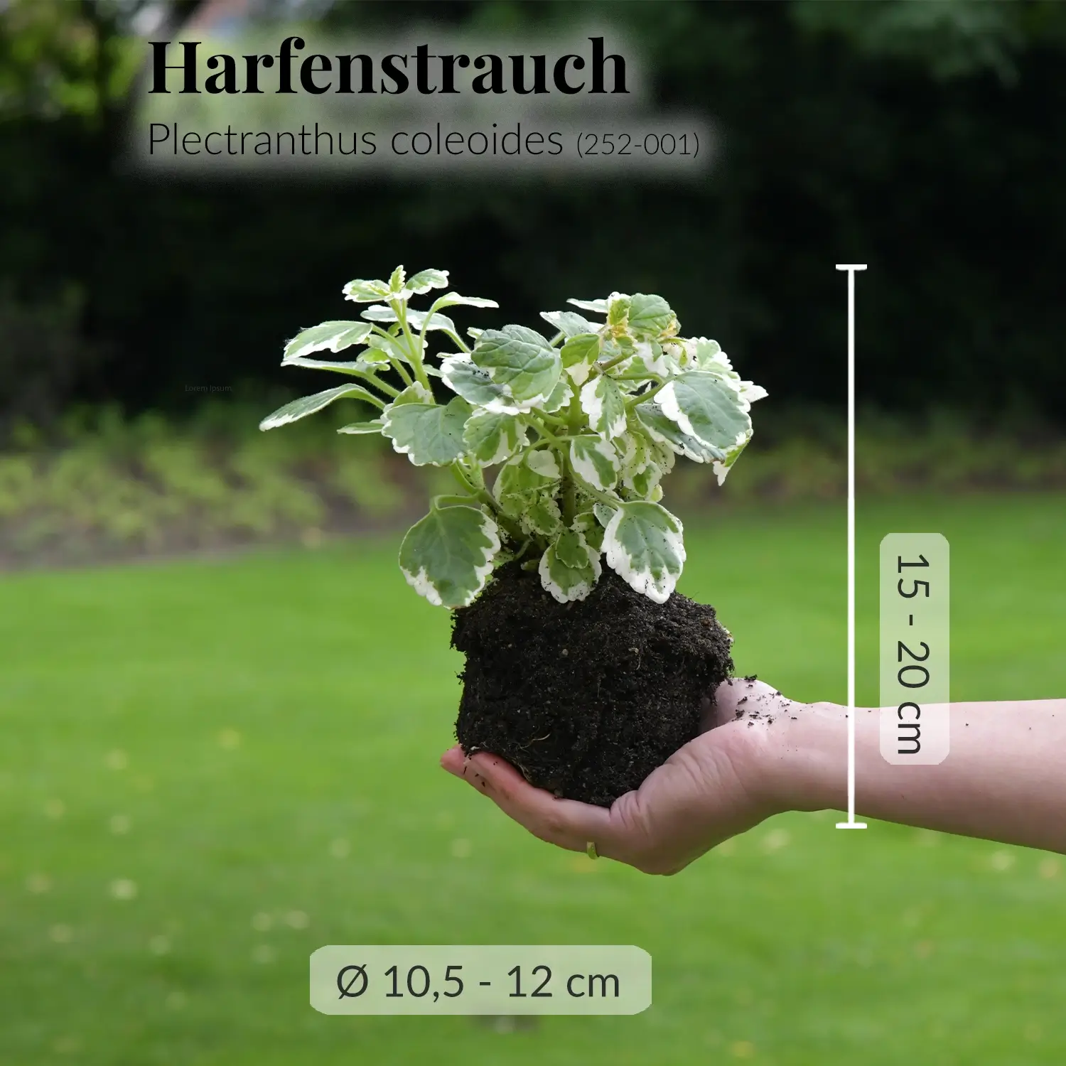 Harfenstrauch Pflanze mit Wurzeln frisch vom Gärtner