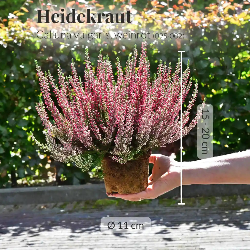5er Box Weinrotes Heidekraut