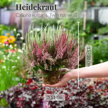Calluna in Weiß-Rot
