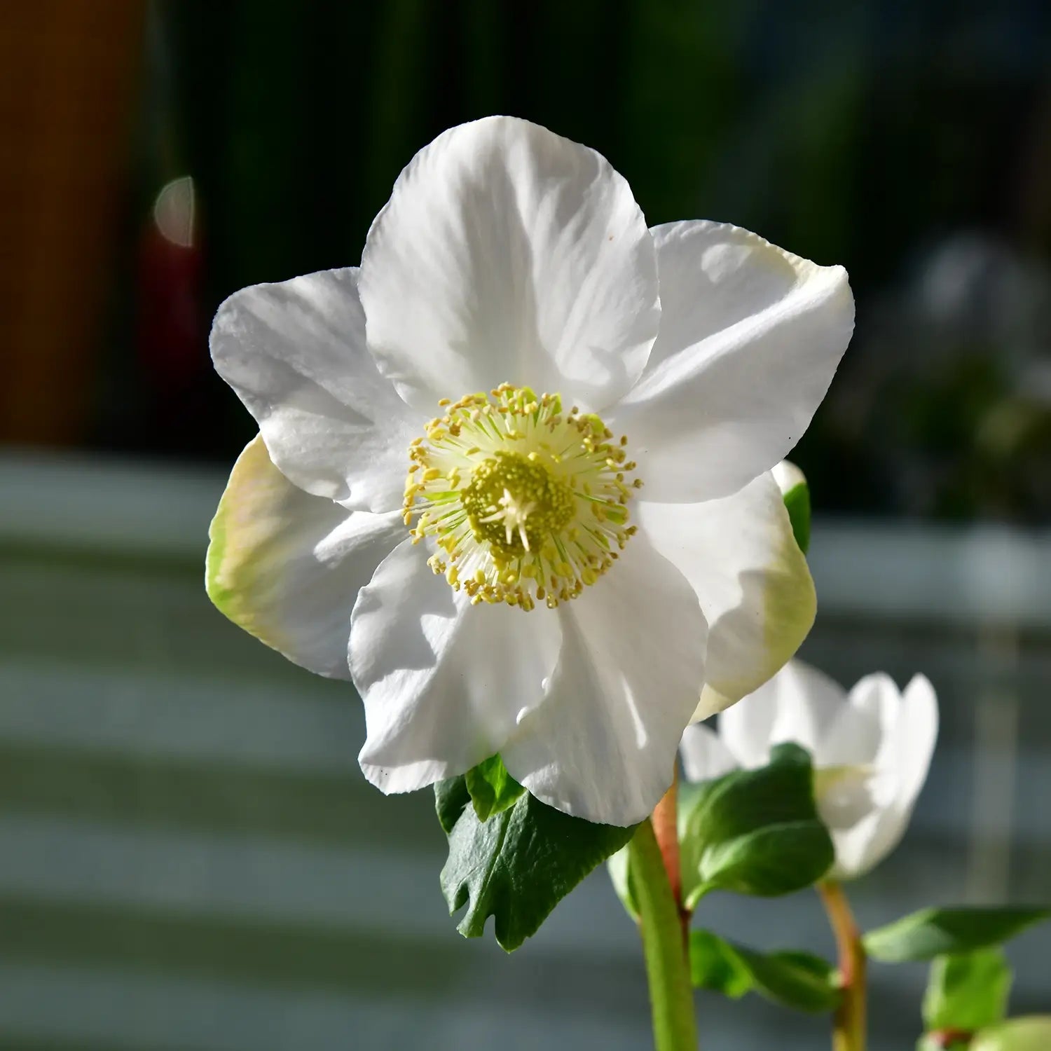 Helleborus Blüte in Weiß