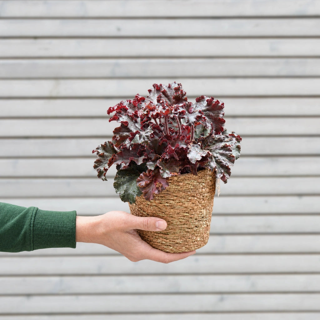 Heuchera Palace Purple