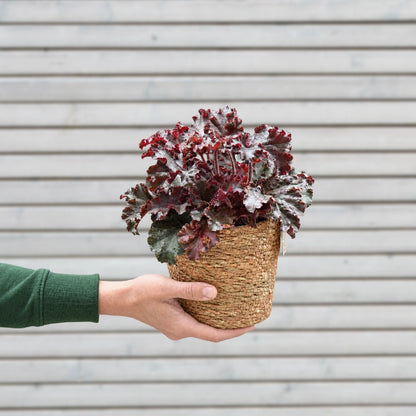Heuchera Palace Purple