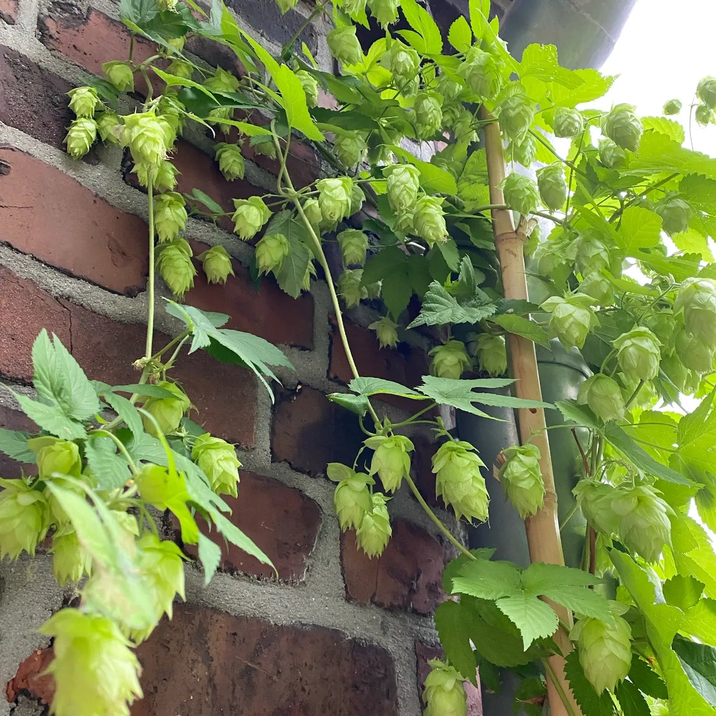 3er Box Echte Hopfen Pflanzen als Sichtschutz