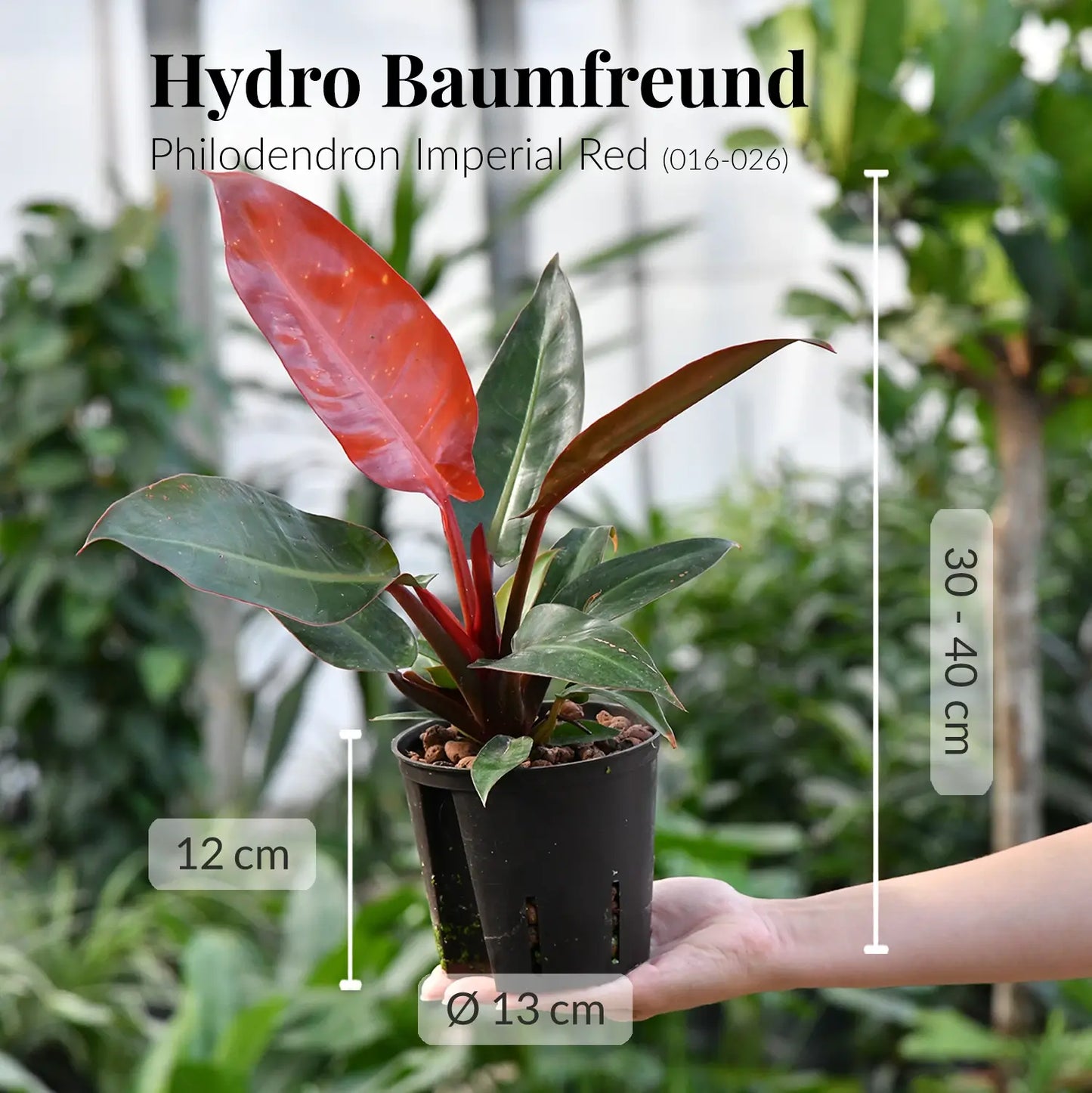 philodendron imperial red kaufen Hydro Philo Imperial Red – Green Me Up