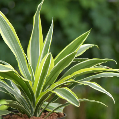 Besonders frische und trendige Blattfärbung bei der Dracaena Lemon