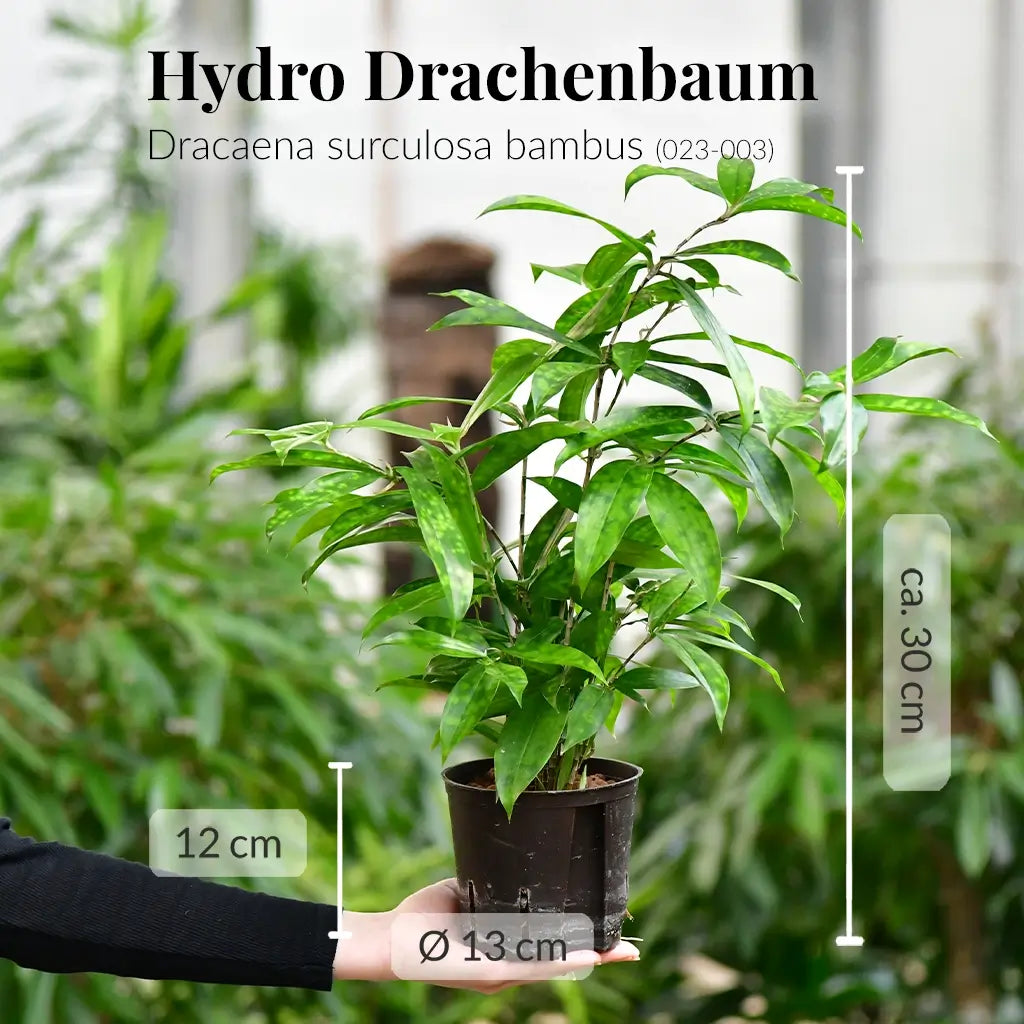 Hydro Drachenbaum frisch und direkt vom Gärtner